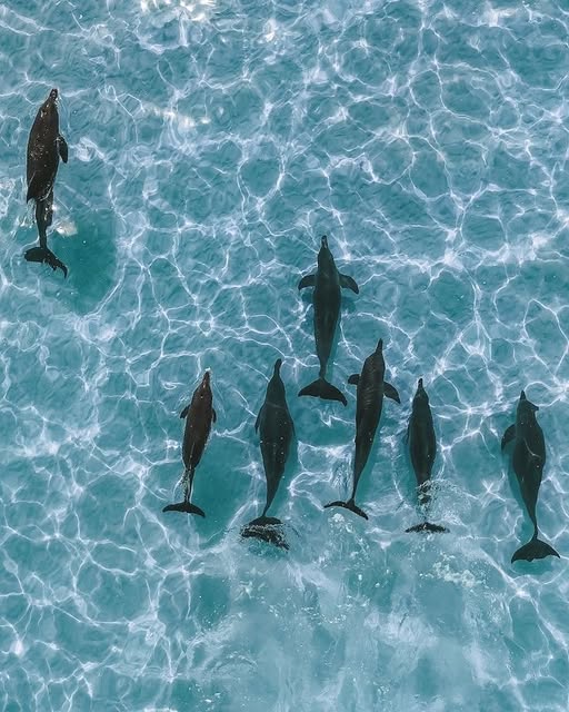Dolphin in Socotra