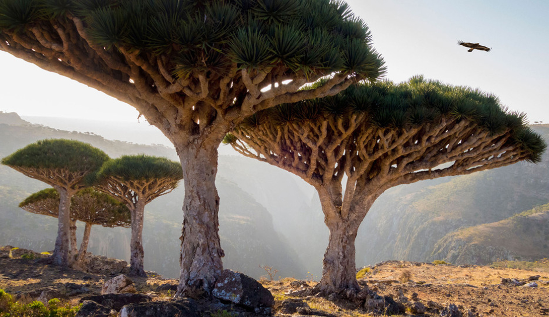 Socotra dragon blood trees landscape